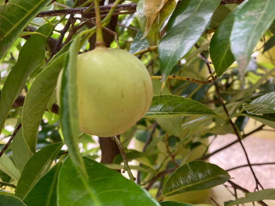 Rita's Gourmet Goa - Cooking Classes-Dabolim必去景点