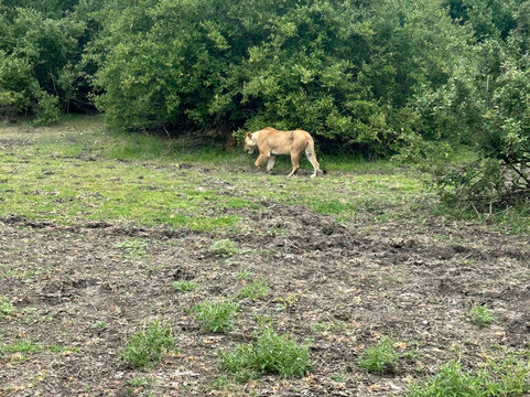 Dallas Africa Safaris-阿鲁沙必去景点