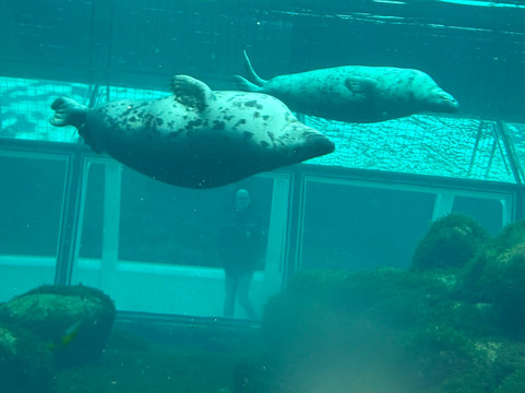 Nordsoen Oceanarium-赫茨哈斯必去景点