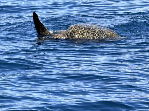 Dolphin Tours-乌维塔必去景点