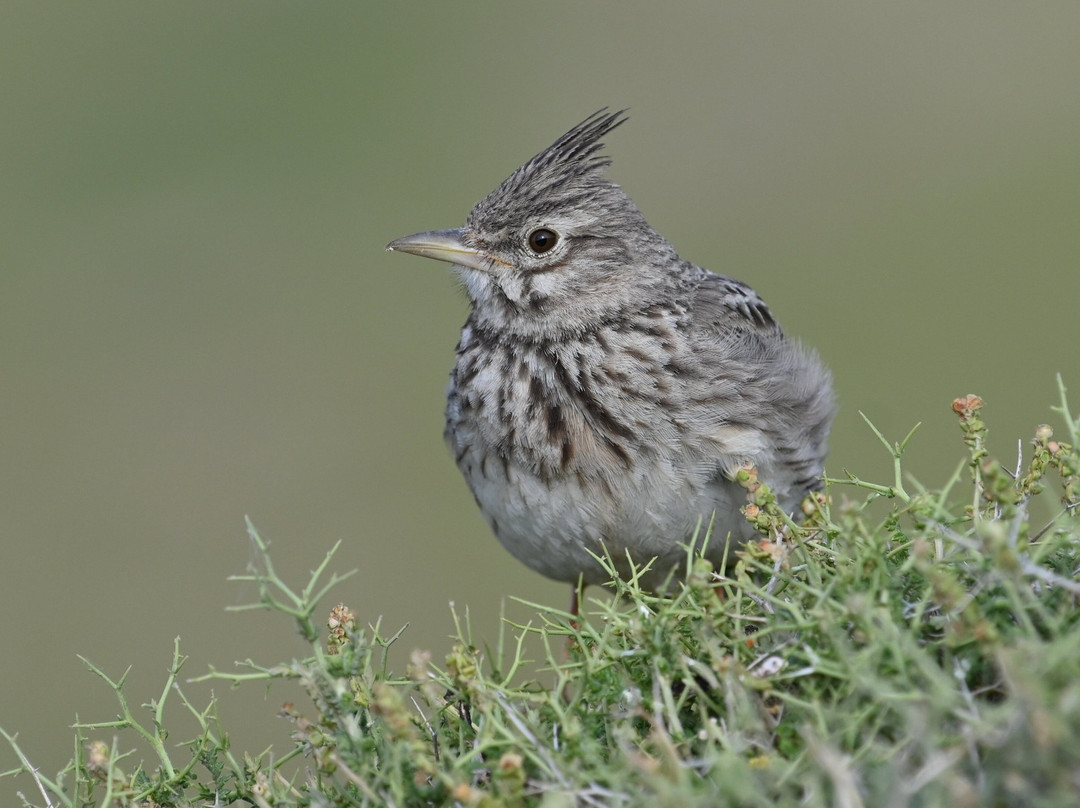 Lesvos Birdwatching (by Eleni)-Agia Paraskevi必去景点