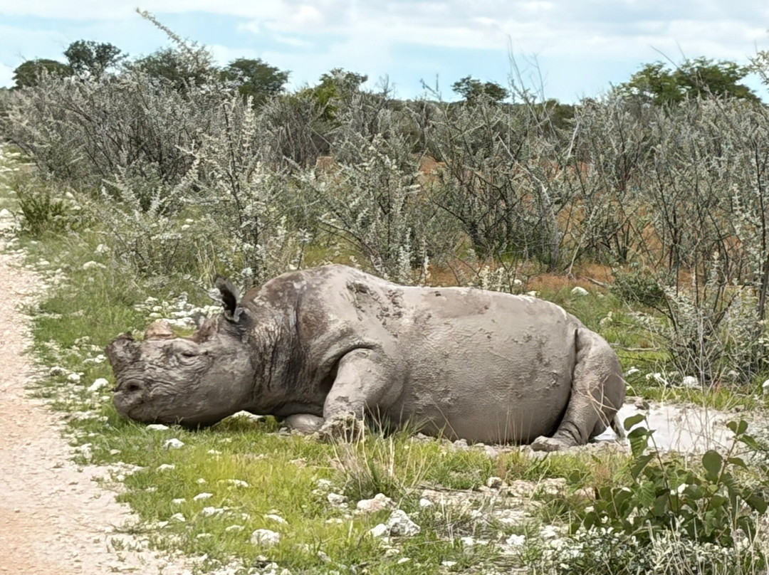 Born in Etosha Self-Drive Private Tours-Okaukuejo必去景点