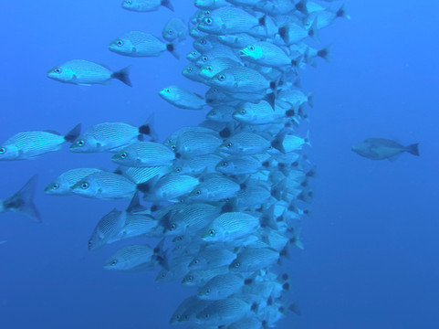 Rocket Frog Divers-Playas del Coco必去景点