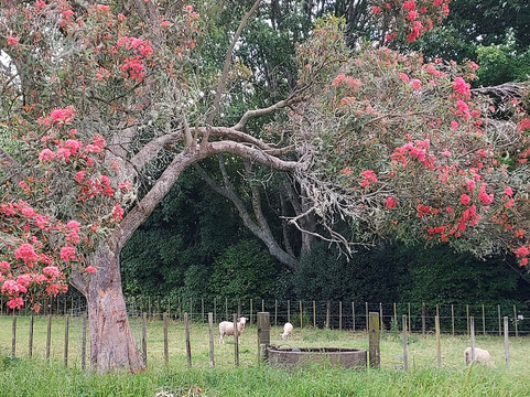 萨马松民宿主图