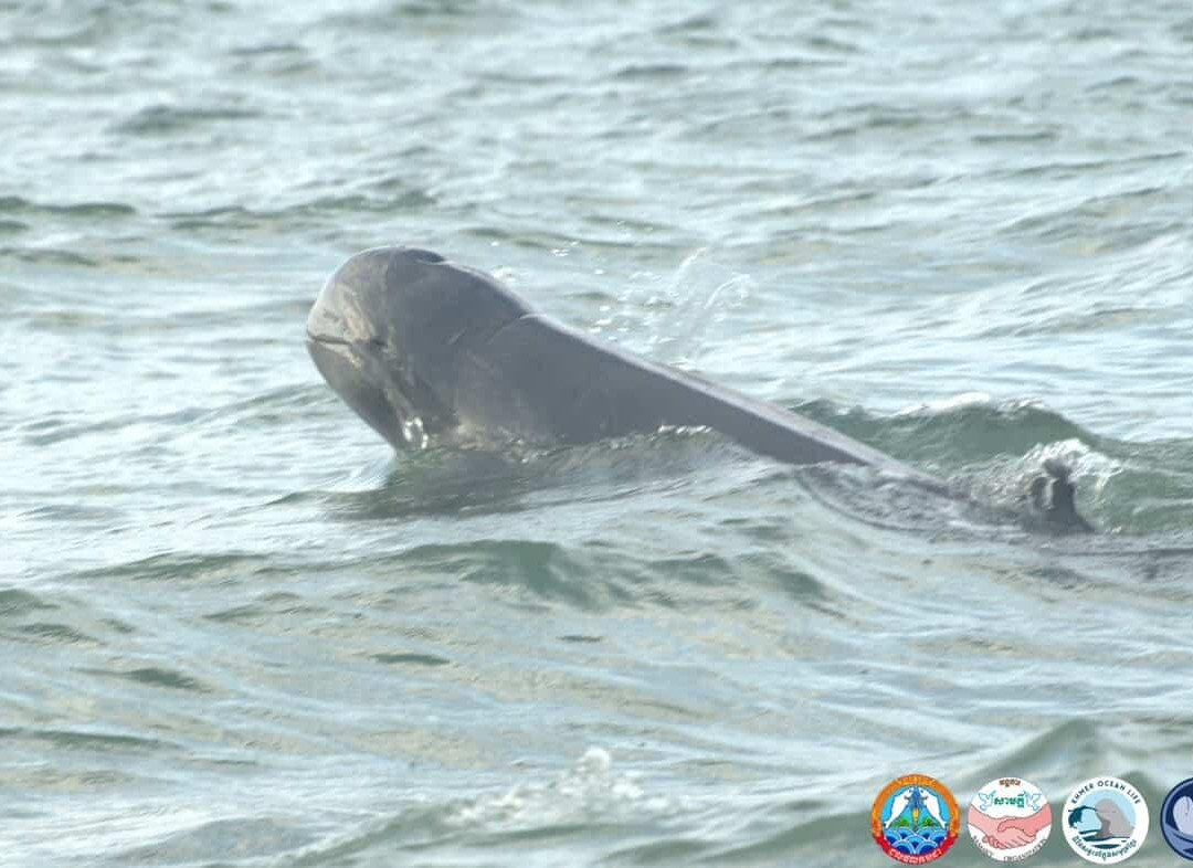 Kampot Dolphin Ecotours | កំពតដូលហ្វីនអេកូធួរ-贡布必去景点
