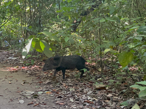 Ficus Tours-希门尼斯港必去景点