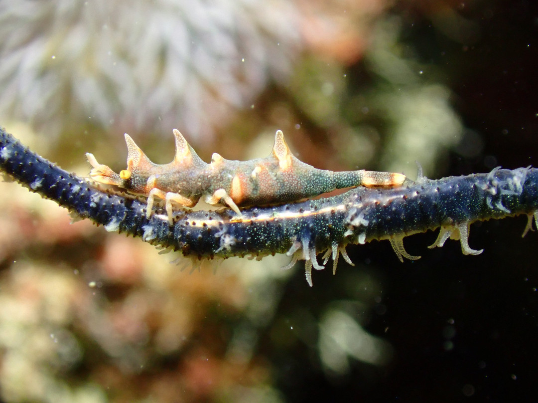 The Three P Beach Resort & Dive Center主图