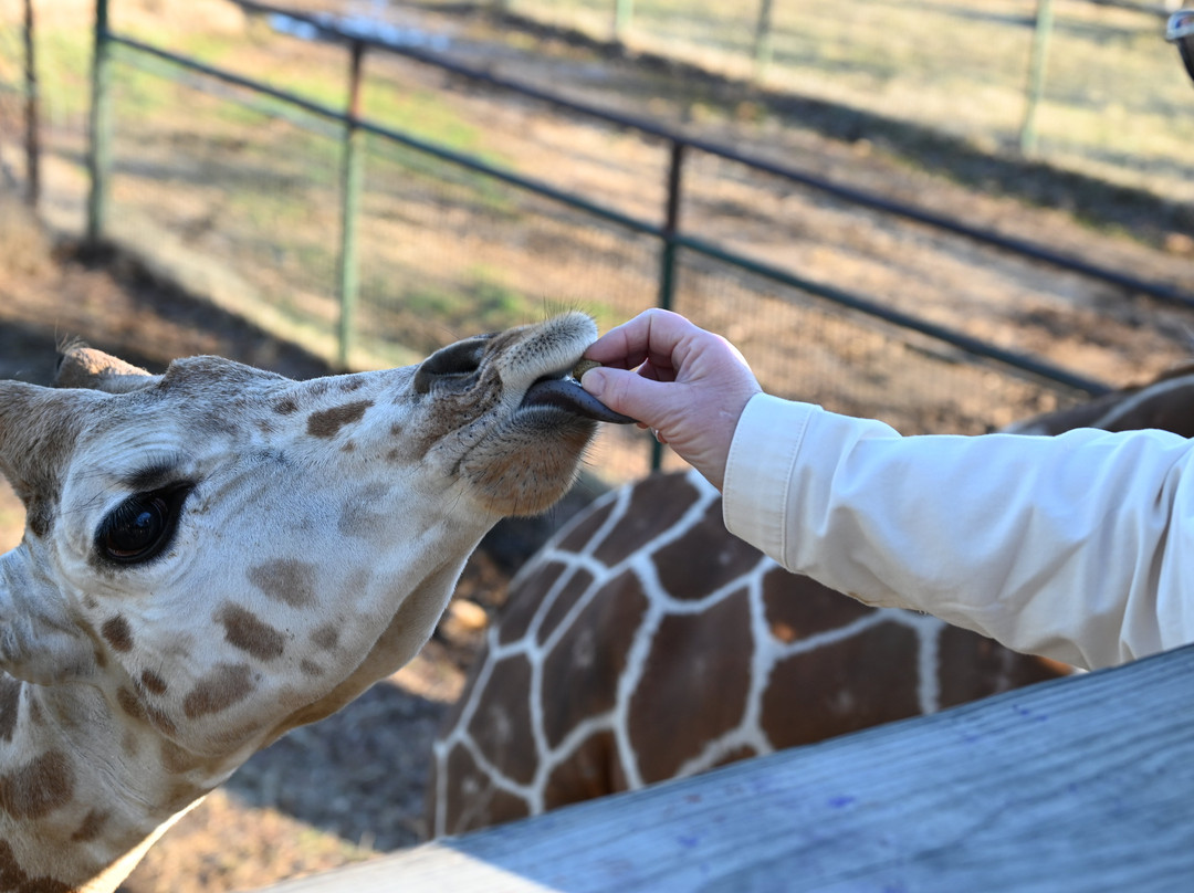 Wild Animal Safari-Strafford必去景点