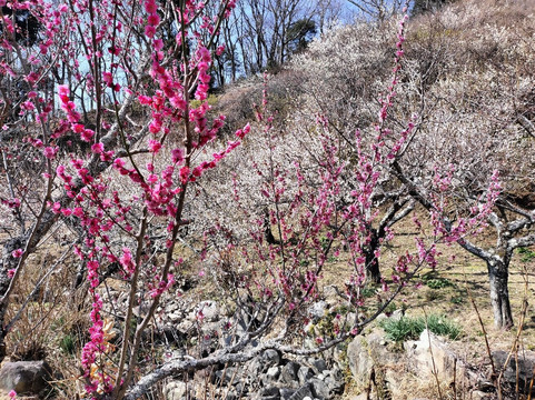 Mt. Tsukuba Ume Blossom Matsuri-筑波市必去景点