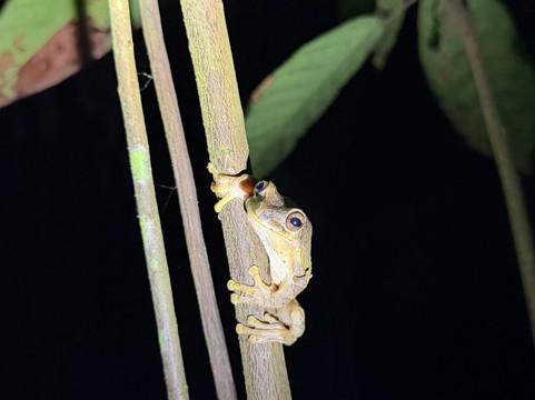 Jungle Night Walk-卡维塔必去景点