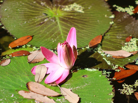 McKee Botanical Garden-维罗海滩必去景点