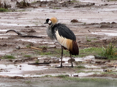 Lake Manyara-Lake Manyara National Park必去景点