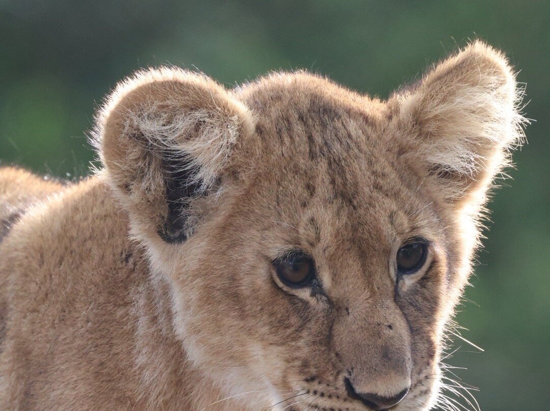 Ongeri Expeditions-Luxury Safaris-Karen必去景点