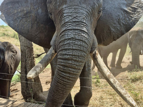 Elephant Whispers-雾观必去景点