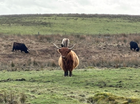 Kitchen Coos & Ewes-New Luce必去景点