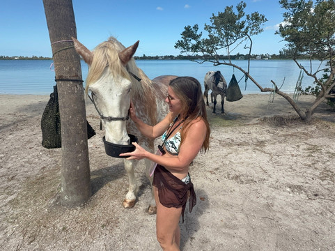 Florida Beach Horses-布雷登顿必去景点