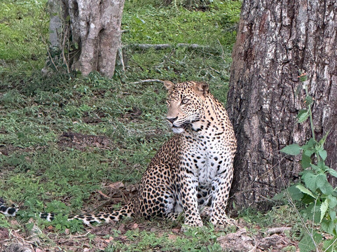 My Driver Sri Lanka-卡图纳耶克必去景点