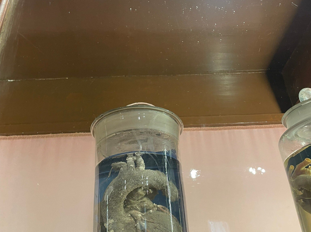 MUSA - Museo Universitario delle Scienze e delle Arti-那不勒斯必去景点