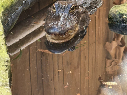 Croc Encounters-坦帕必去景点