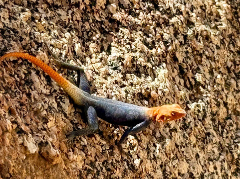 Spitzkoppe-达马拉兰必去景点