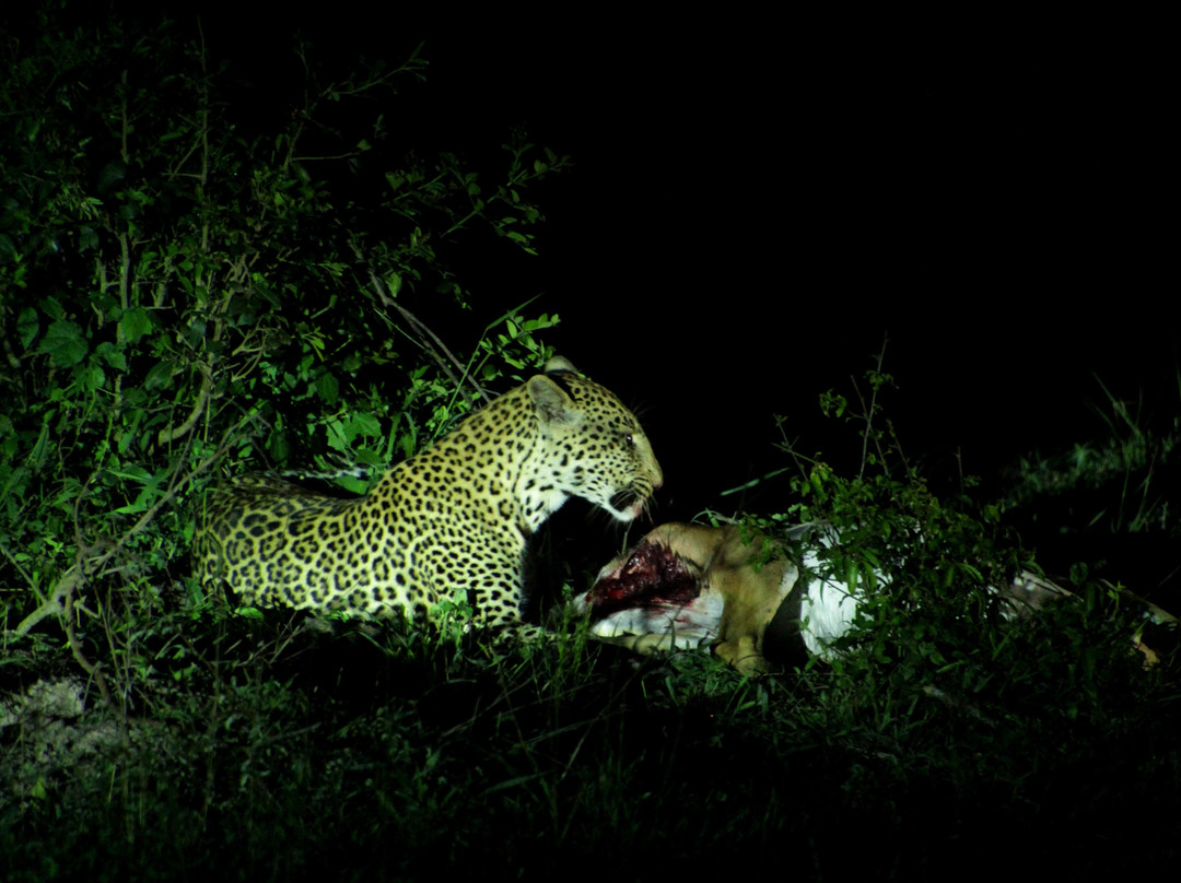 Wild Expeditions Uganda-恩德培必去景点