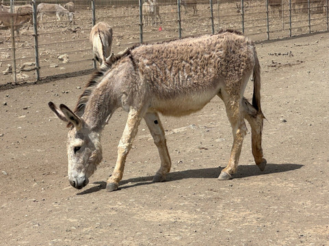 Donkey Sanctuary Bonaire-博奈尔岛必去景点