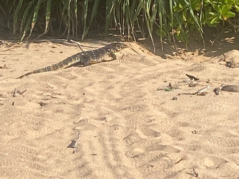 Turtle Conservation Project Turtle Watch-Rekawa必去景点