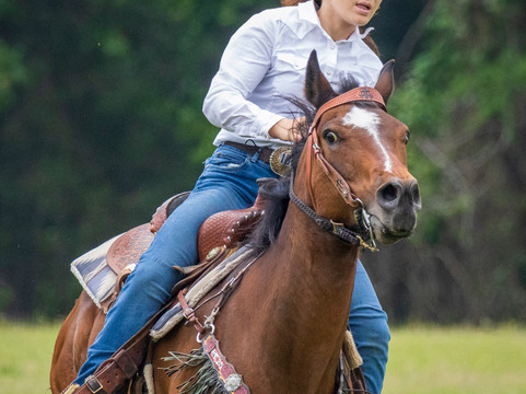 Historic 1836 Chuckwagon Races-Palestine必去景点