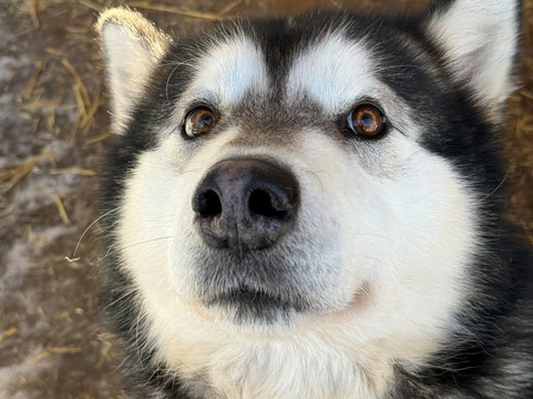Alaskan Malamute Ranch-Vidsel必去景点