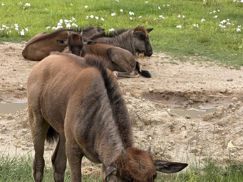 Dolphin Tours & Safaris Ltd-姆万扎必去景点