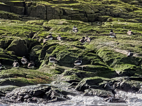 Billy Shiel's Boat Trips-Seahouses必去景点