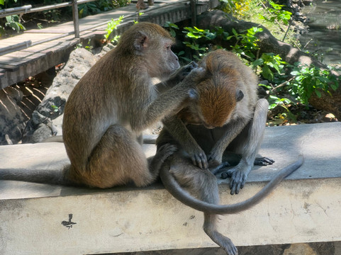 Monkey Trail-奥南必去景点