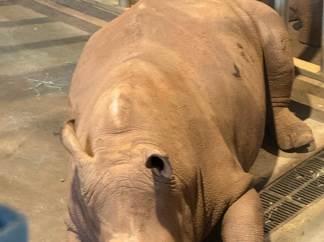 Wild Georgia Safari Park-Metter必去景点