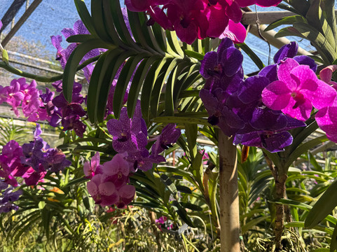 Mon Beau Trip-Falicon必去景点