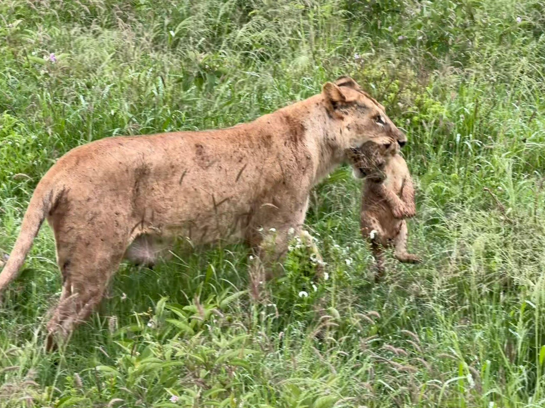 Safari Desire-Sekenani必去景点