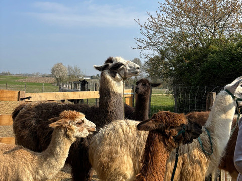 Lama Émoi-圣艾尼昂必去景点