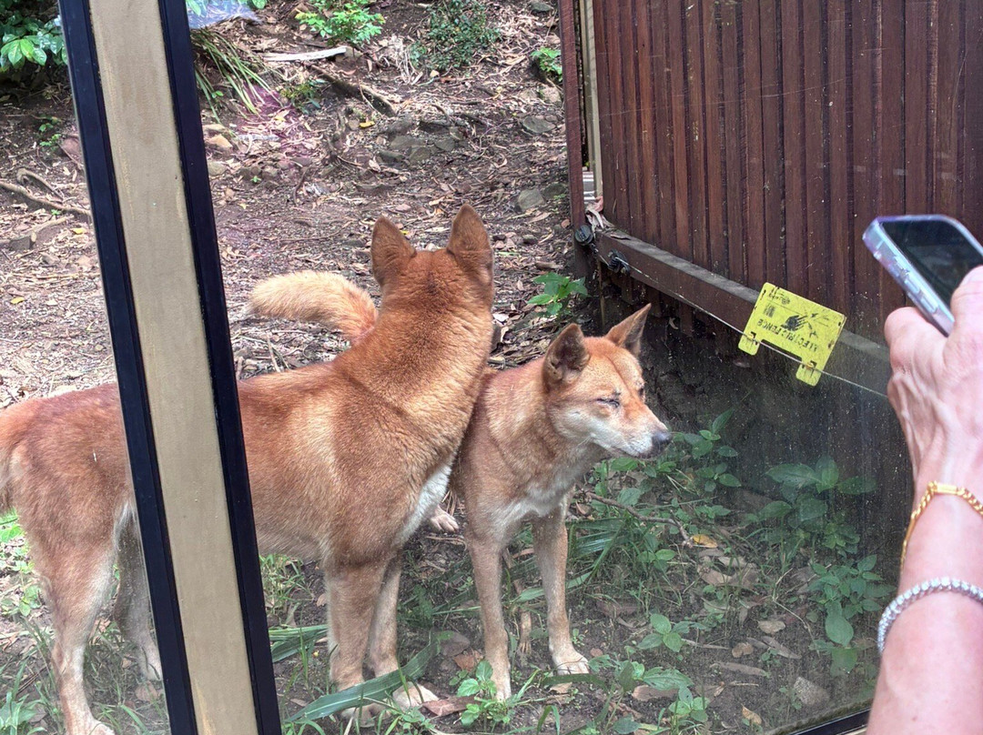汉密尔顿岛野生动物世界-汉密尔顿岛必去景点