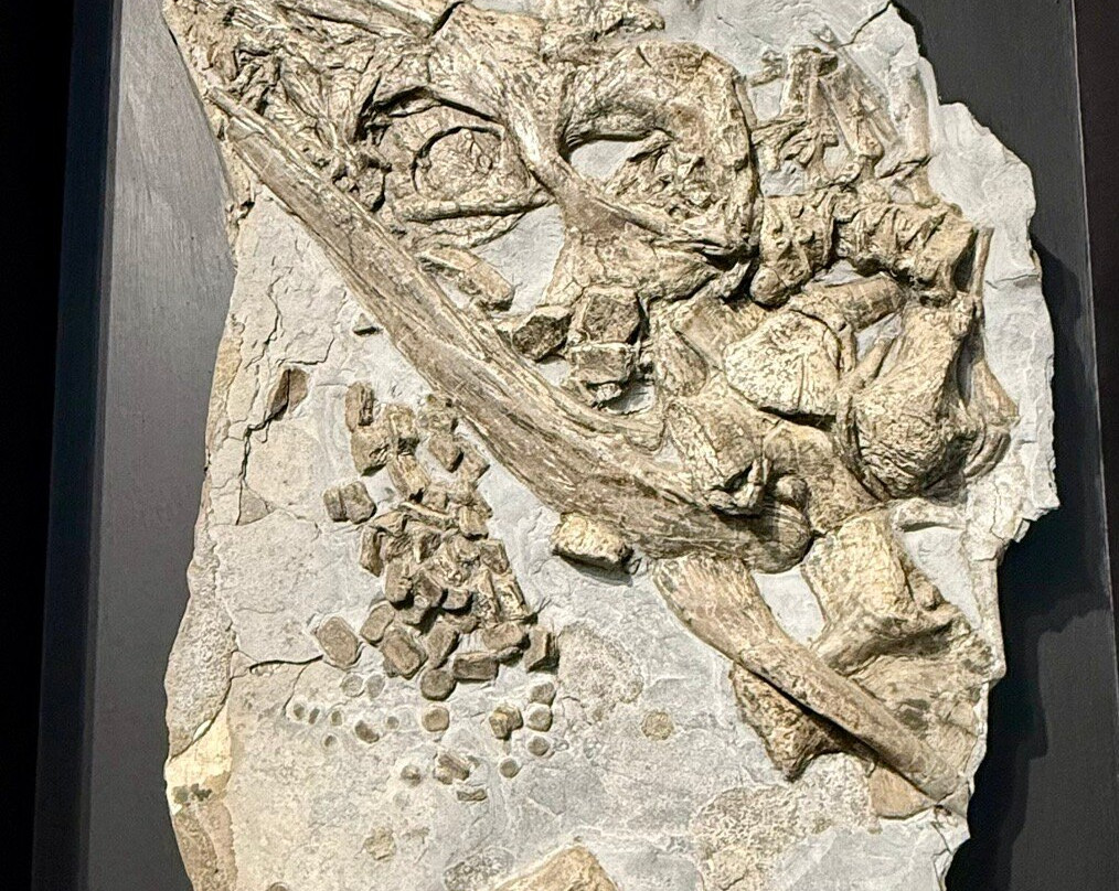 Dinosaurland Fossil Museum-莱姆里杰斯必去景点