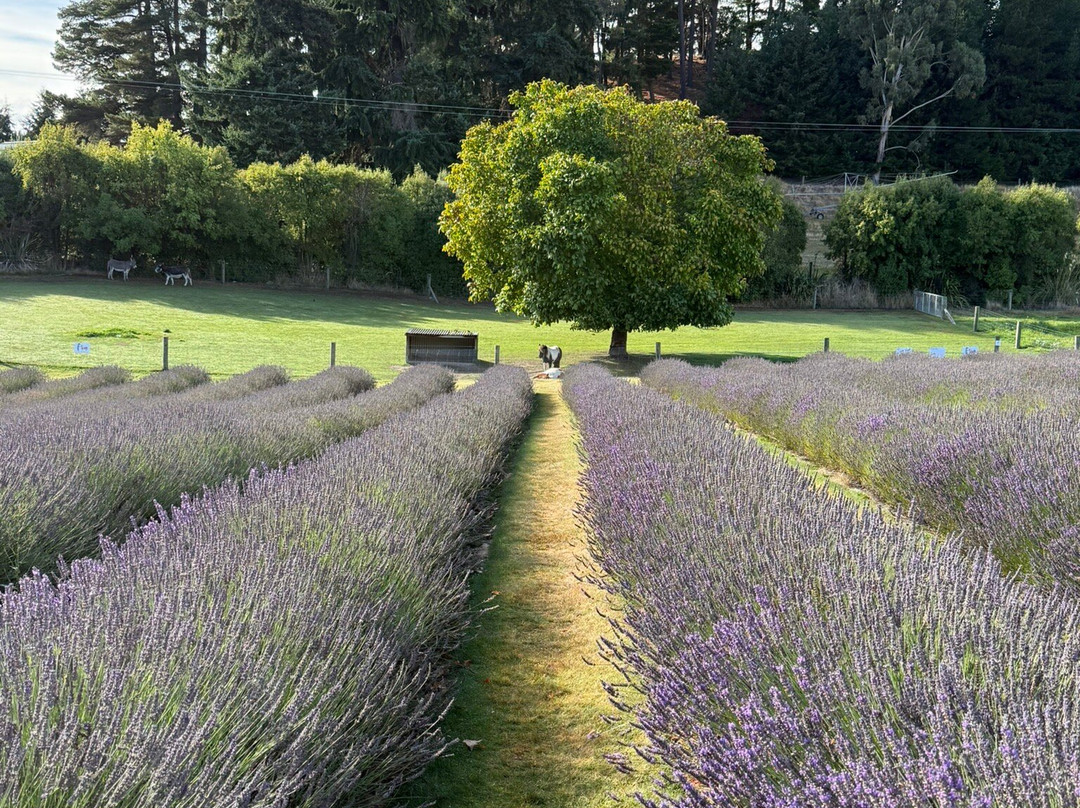 瓦纳卡薰衣草农场-瓦纳卡必去景点