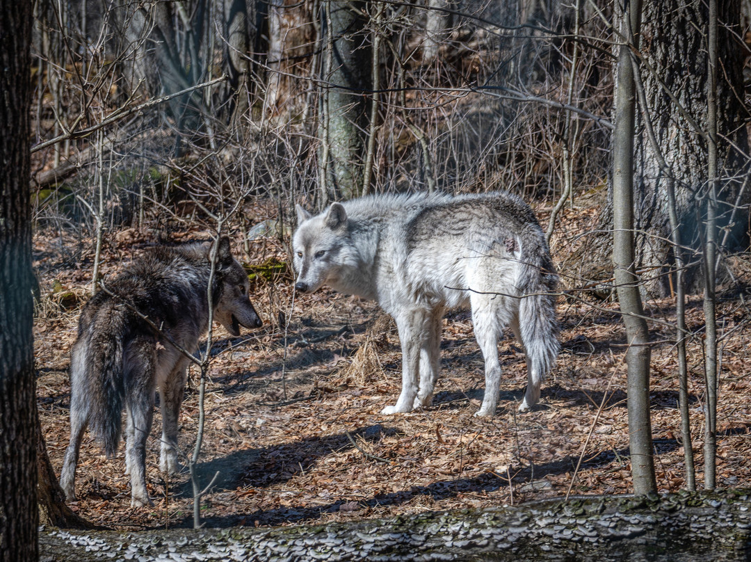 Lakota Wolf Preserve-Columbia必去景点