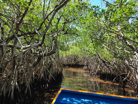 Everglades City Airboat Tours-大沼泽地必去景点