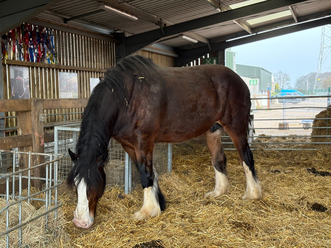 Ash End House Children's Farm-塔姆沃思必去景点