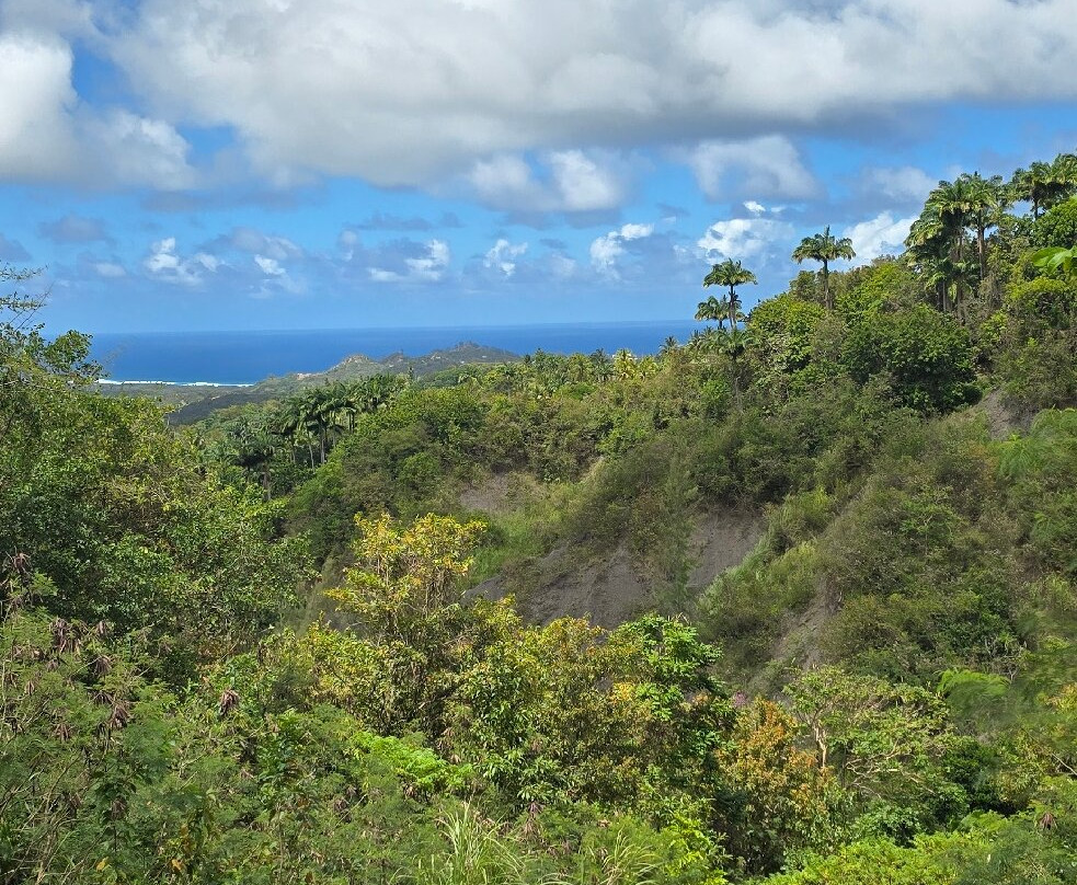 Coco Hill Forest-Melvin Hill必去景点