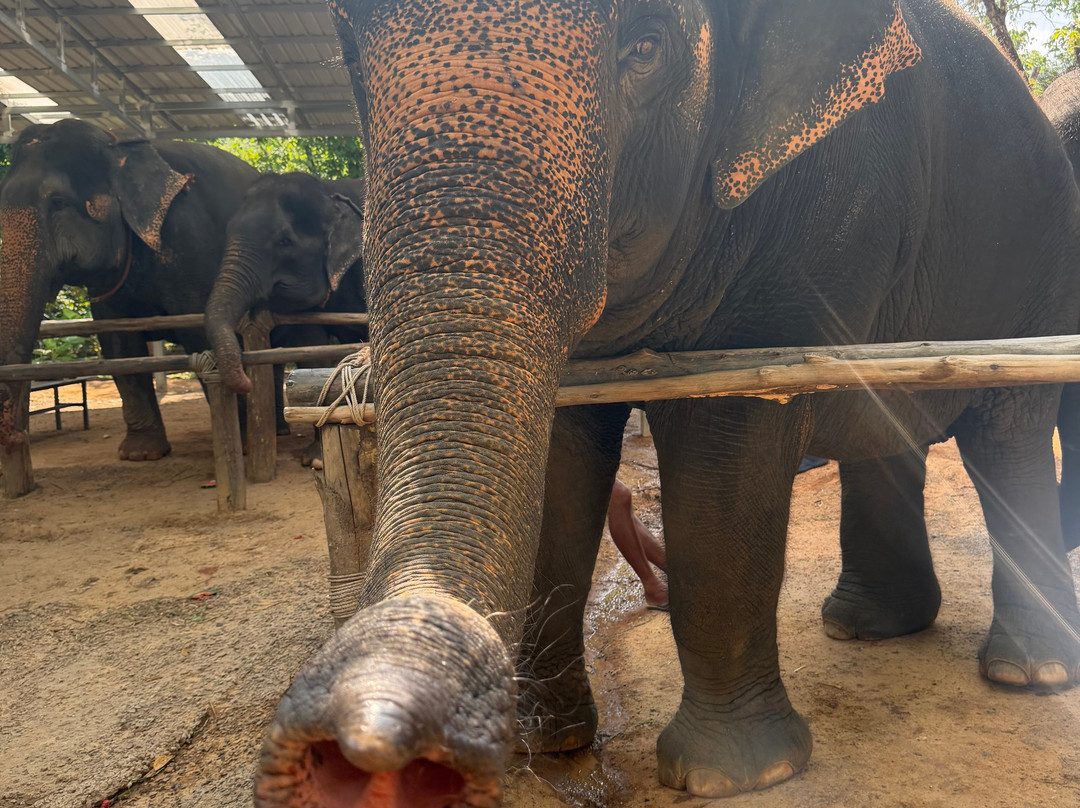 普吉丛林大象保护区-芭东海滩必去景点