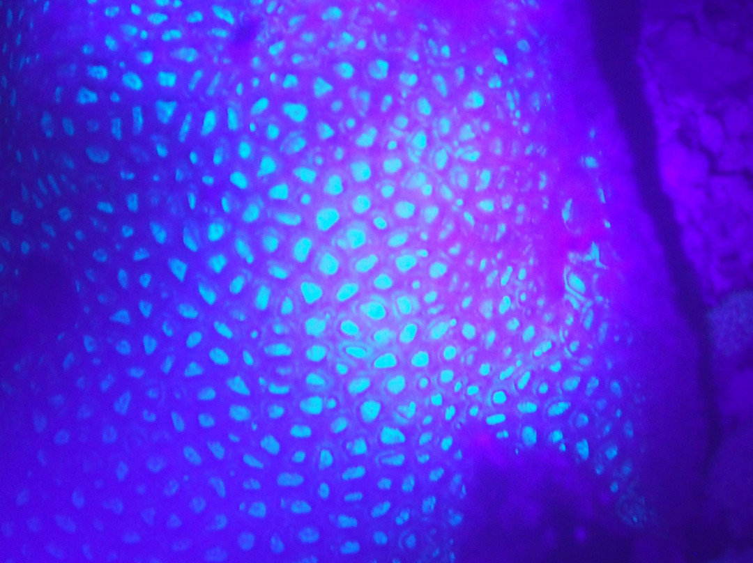 Extra Divers Worldwide El Quseir-艾尔可西利亚必去景点