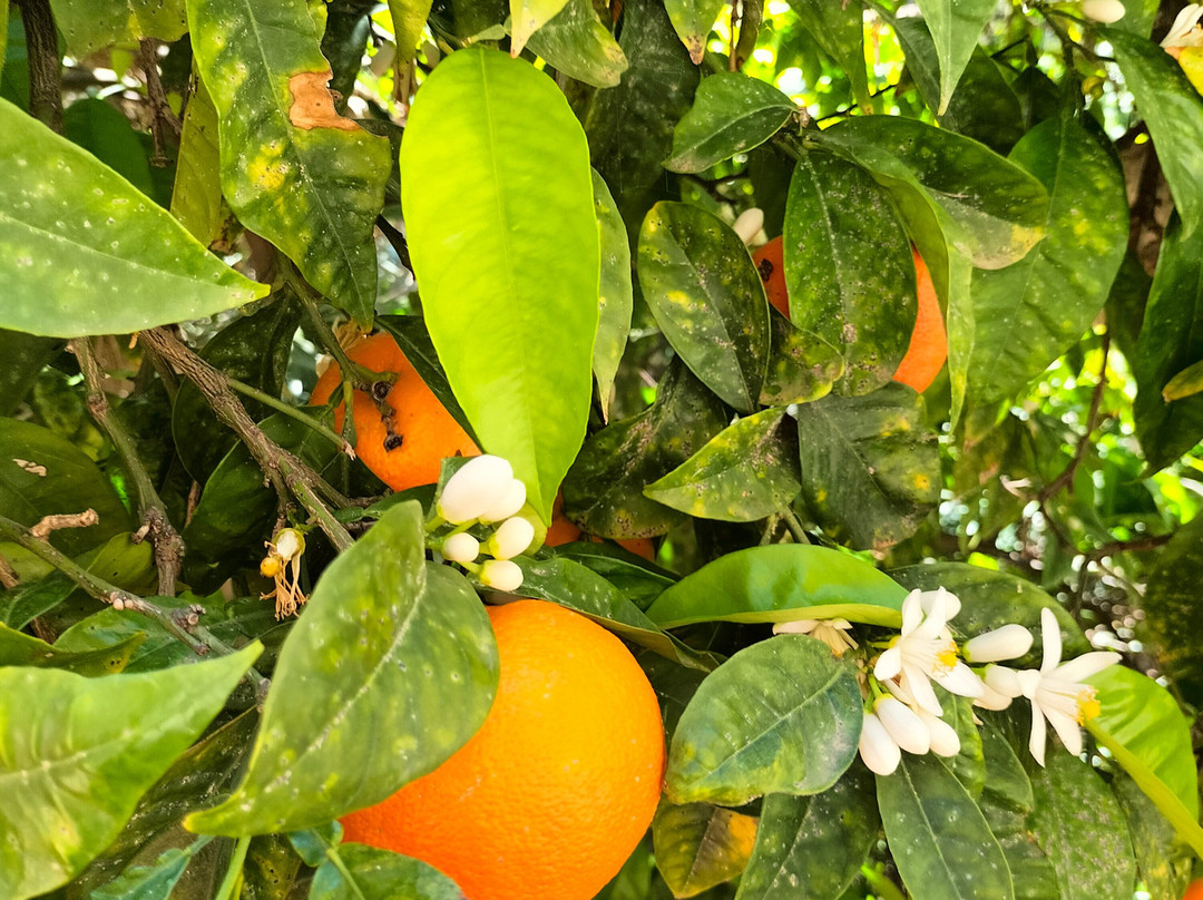 La Palma San Francesco主图