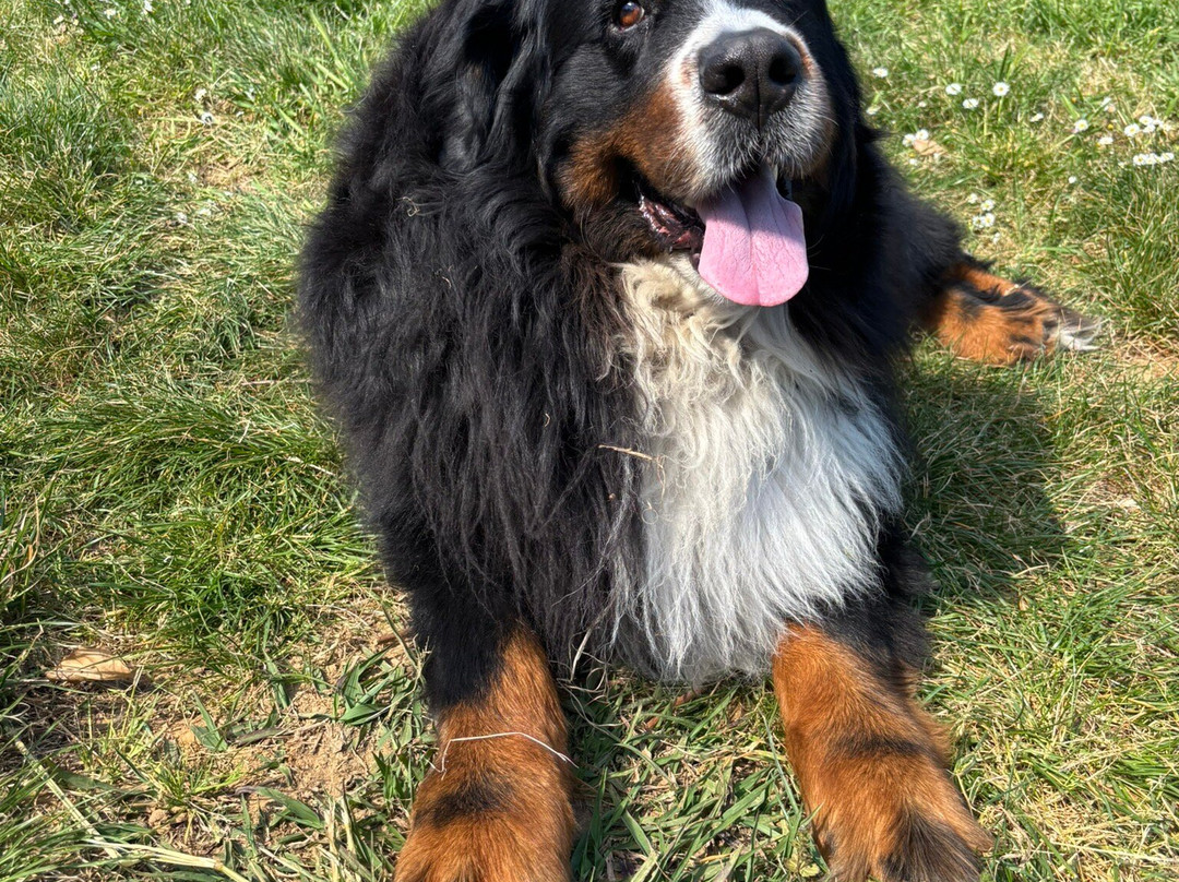 Fattoria Il Poggio-Montecarlo必去景点