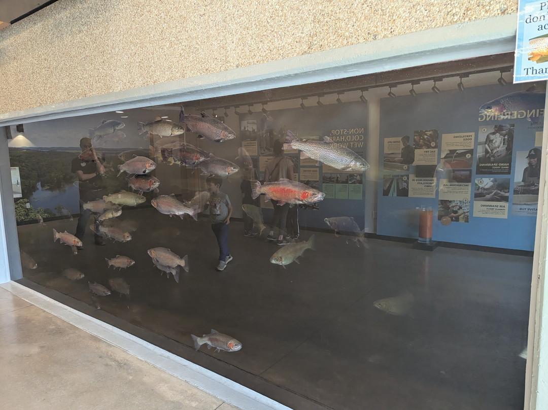 Shepherd of the Hills Fish Hatchery-布兰森必去景点