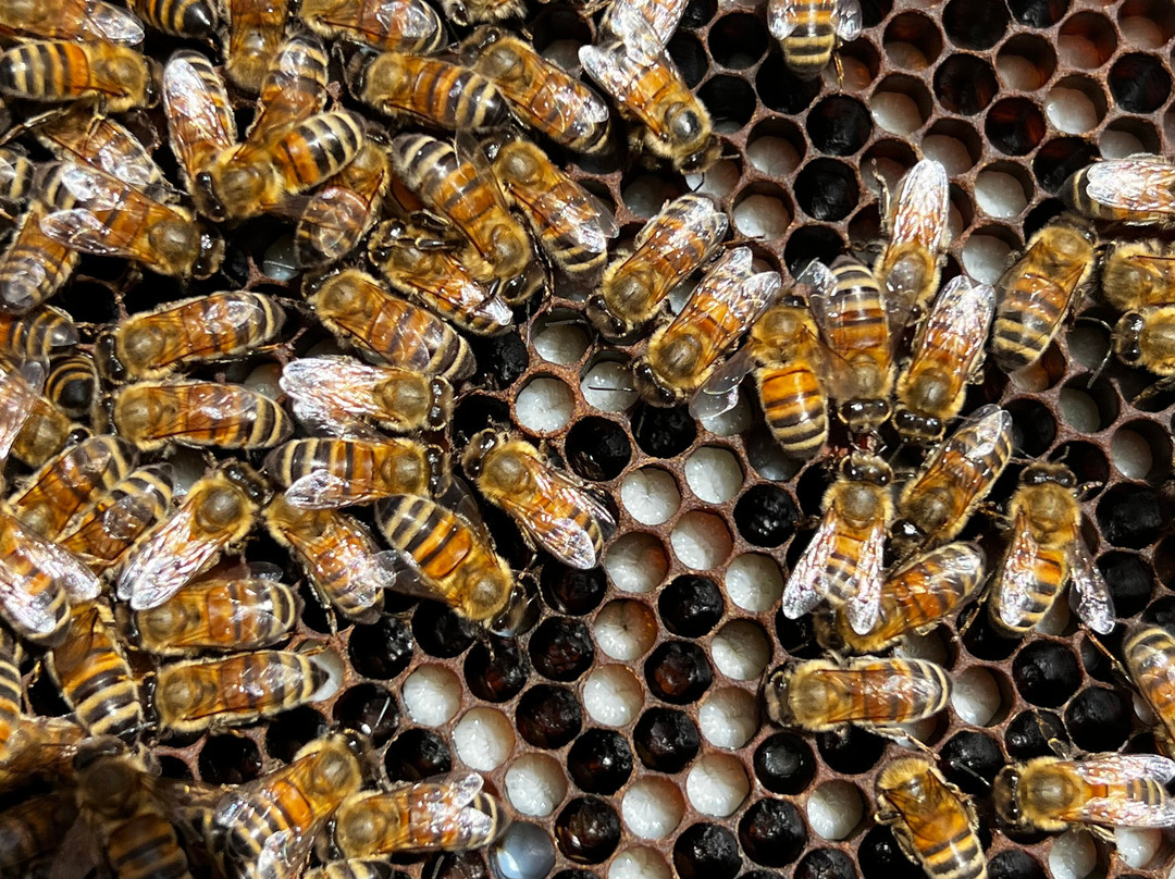 Kangaroo Island Living Honey-袋鼠岛必去景点