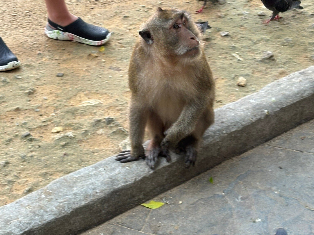 Wat Suwan Kuha - Cave Temple-竹古童必去景点